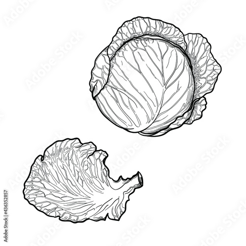 Hand Drawn Cabbage head, and a cabbage leaf. Black and white. Vector illustration isolated on a white background.