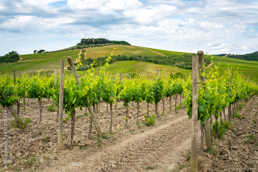 Chianti region, Tuscany. Vineyards and cloudy blue sky. Italy 