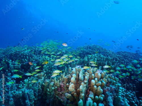 School of Bluestripe snapper with Healthy coral in Taketomi