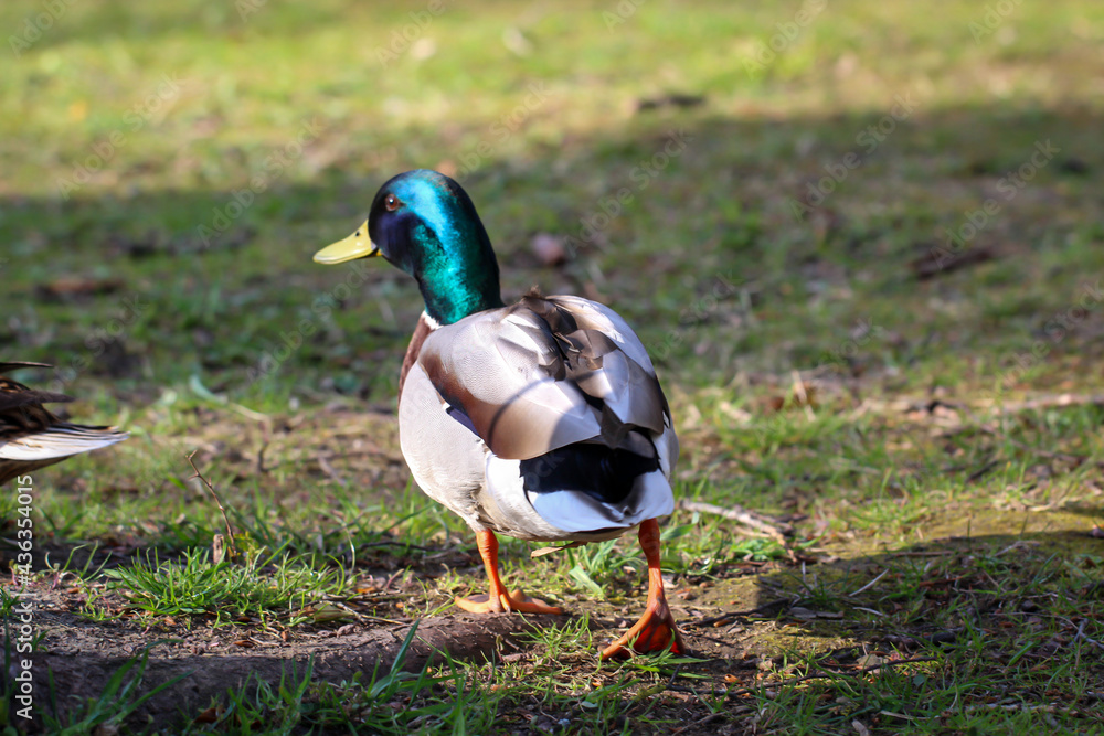 Eine Portrait einer Stockente in einem Teich.
Eine Portrait einer Stockente in einem Teich.