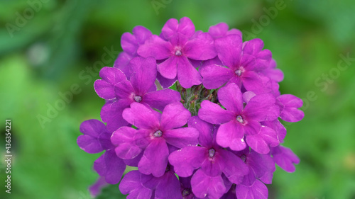 The most beautiful colors of nature Stunning flowers