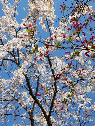 桜　ハナカイドウ