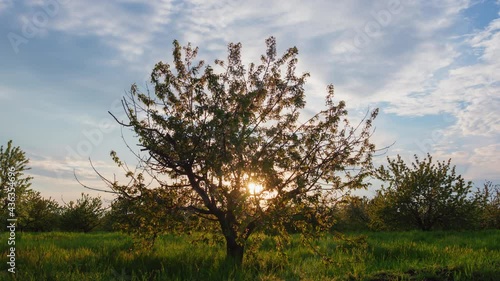 Sun setting behind flowering cherry tree in spring with clouds passing by timelapse
