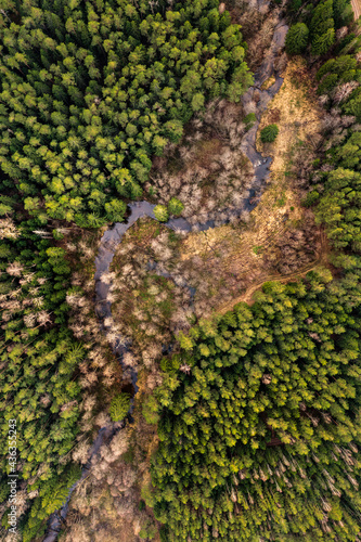 River winding through pine forest from above