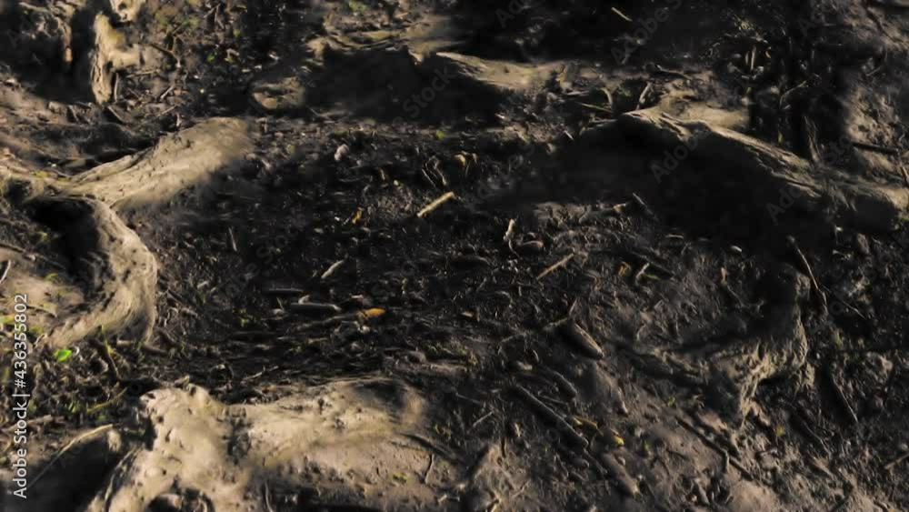 Blasted Lands due to Forest Fires, Background with ash and wood residues. Scorched land in black color of coal at sunset - Footage in Full HD, 30 FPS. Blasted Lands due to Forest Fires, Background with ash and wood residues. Scorched land in black color of coal at sunset - Footage in Full HD, 30 FPS.