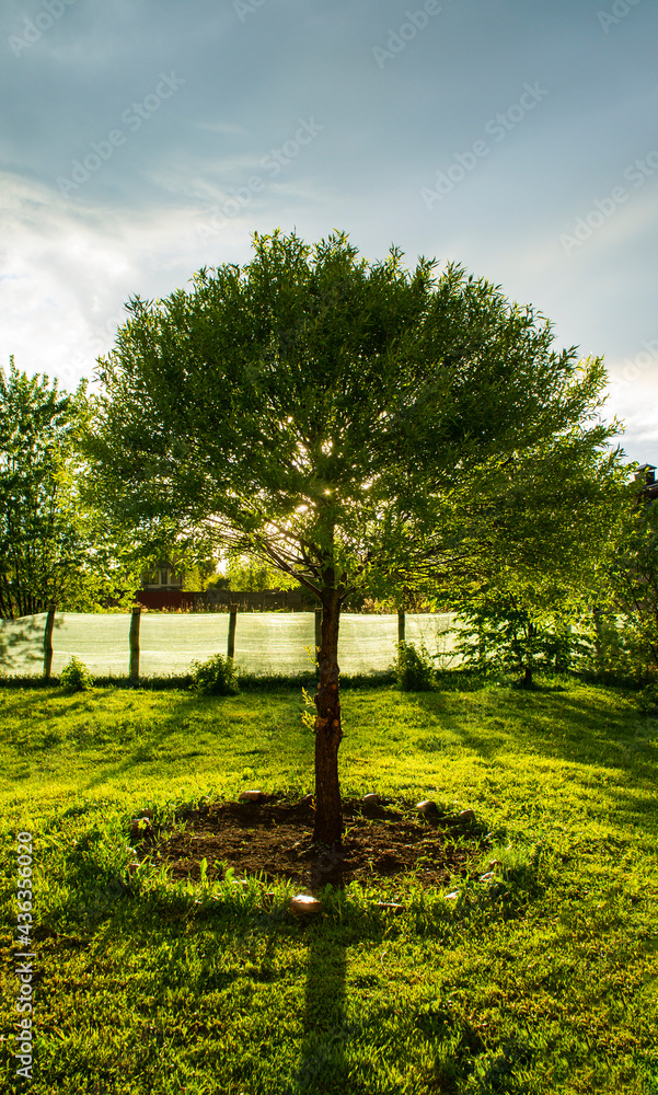 Beautiful green round summer tree at sunset. Landscaping for design background