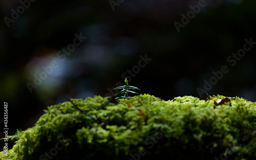 Closeup shot of a sprout on an old stump covered in moss © Wirestock 
