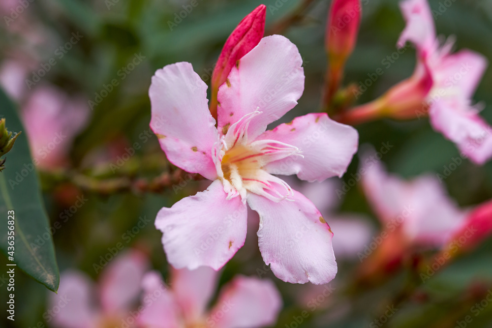 A oleander tree full of flowers, oleander flowers in full bloom