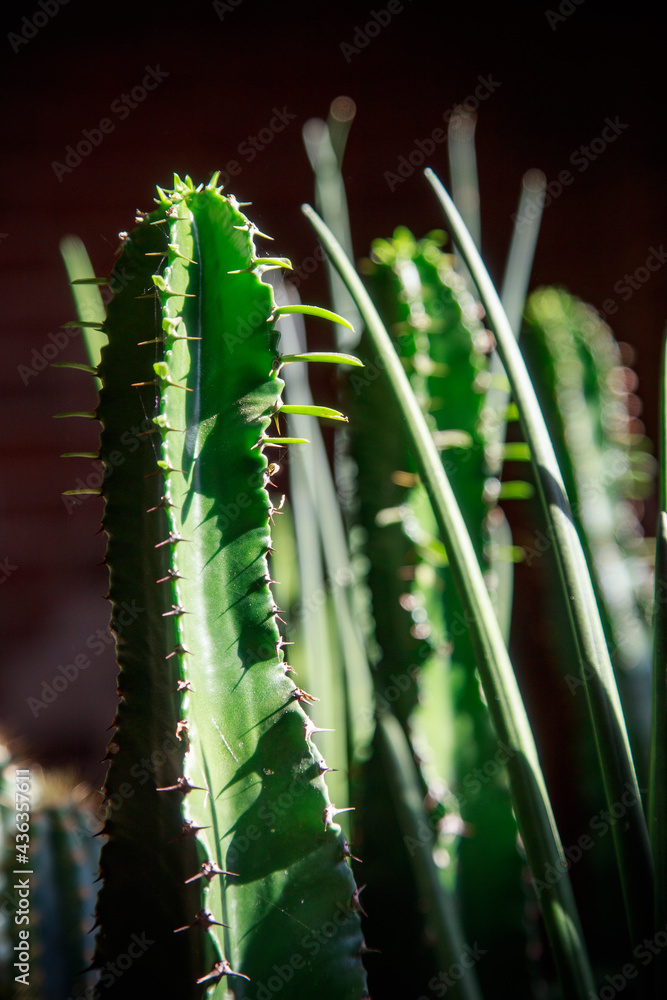 Naklejka premium many beautiful cacti in the garden
