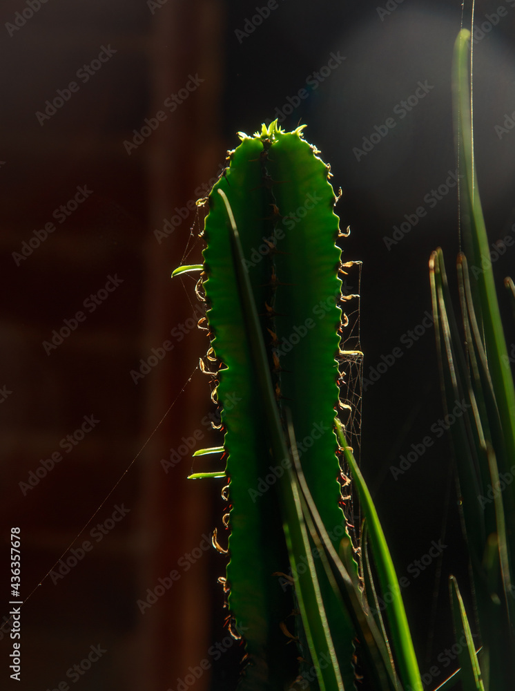 Naklejka premium many beautiful cacti in the garden