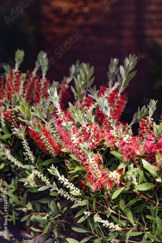 Bright red beautiful Callistemon flowers in the garden photo