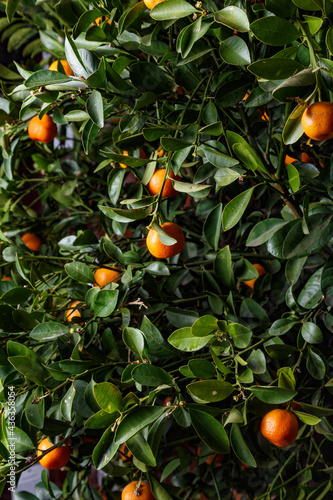 Tangerine tree with fruits in the garden
