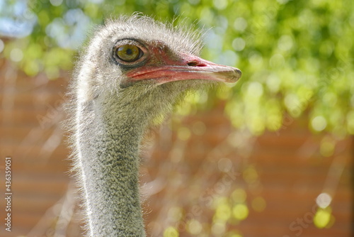 funny ostrich face portrait photo