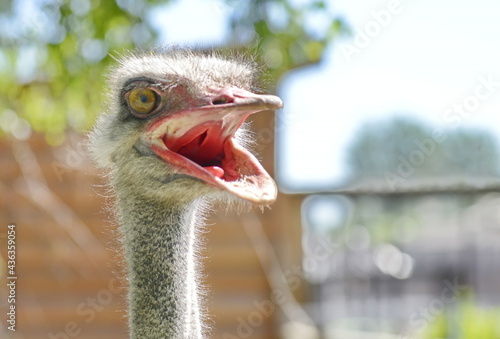 funny ostrich face portrait photo