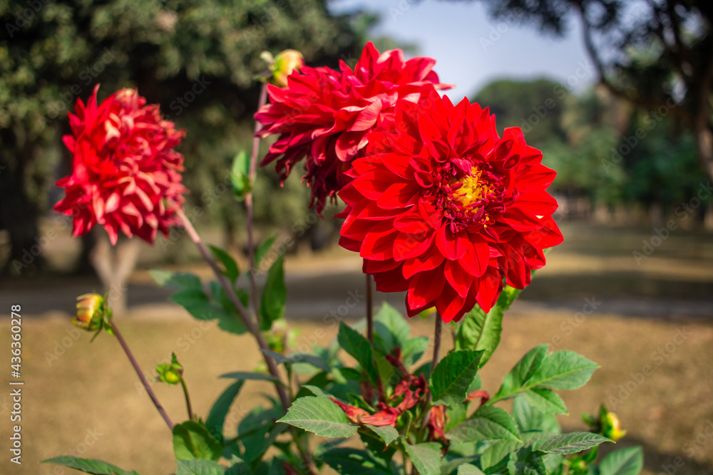 Dhalia Flower image I captured this image on 5th February 2019 from Sonargaon, Bangladesh, South Asia