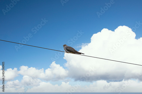 The common cuckoo (Cuculus canorus) is a member of the cuckoo order of birds. Sitting on power cable,Helgeland,Nordland county,Norway,scandinavia,Europe © Gunnar E Nilsen