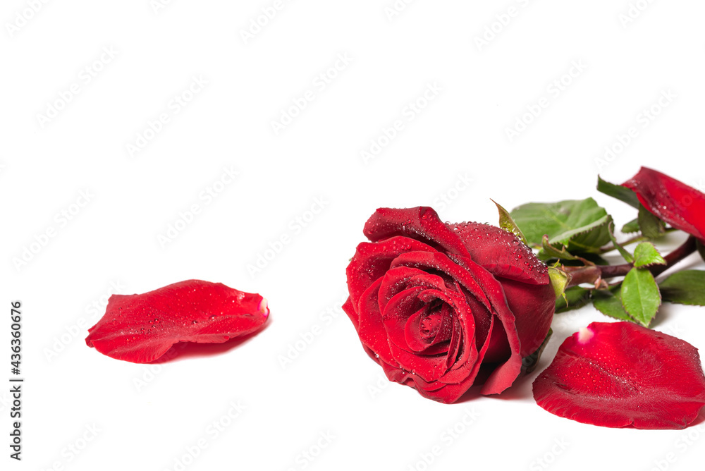 Red roses and rose petals isolated on white background. Dew drops on a flower Red roses and rose petals isolated on white background. Dew drops on a flower