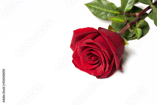One red rose flower on a white background close up © Pratero