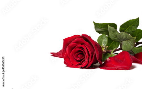 Fototapeta Naklejka Na Ścianę i Meble -  Red rose isolated on white background.