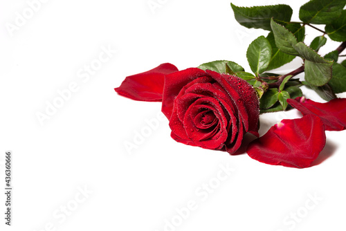 Fototapeta Naklejka Na Ścianę i Meble -  Red roses and rose petals isolated on white background. Dew drops on a flower