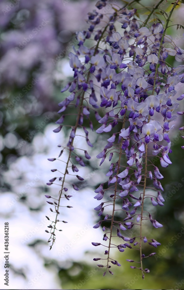 Wisteria flowers on lilac bokeh background. Wisteria flowers on lilac bokeh background.