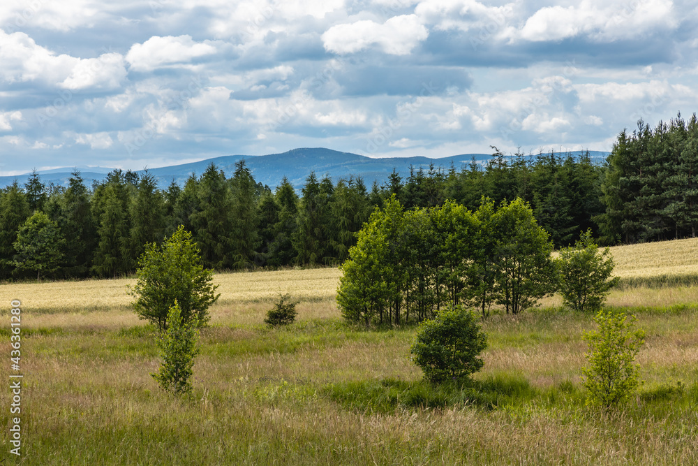 Beautiful panorama of trees bushes and fields in Walbrzych mountains