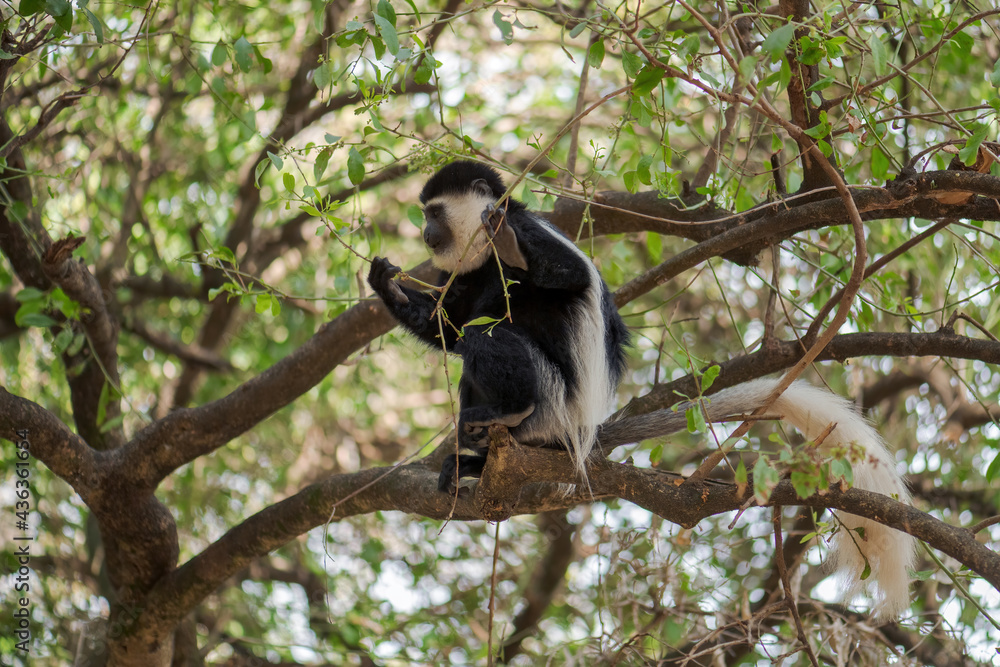 Obraz premium Black-and-white Colobus - Colobus guereza, beautiful black and white primate from African forests and woodlands, Harenna forest, Ethiopia.