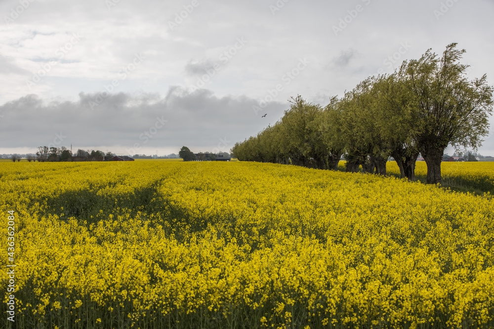 skånskt rapeseed fields in bloom