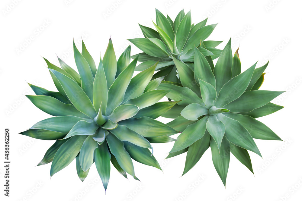 Top View of Fox Tail Agave Plants Isolated on White Background w Top View of Fox Tail Agave Plants Isolated on White Background w