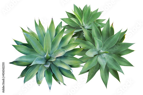Top View of Fox Tail Agave Plants Isolated on White Background w
