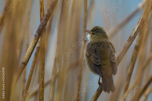 A Reed Warbler at a River in the Reed photo