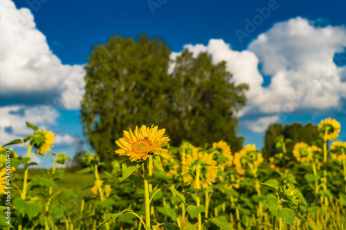 yellow sunflowers over bright blue sky with clouds, summer countryside landscape