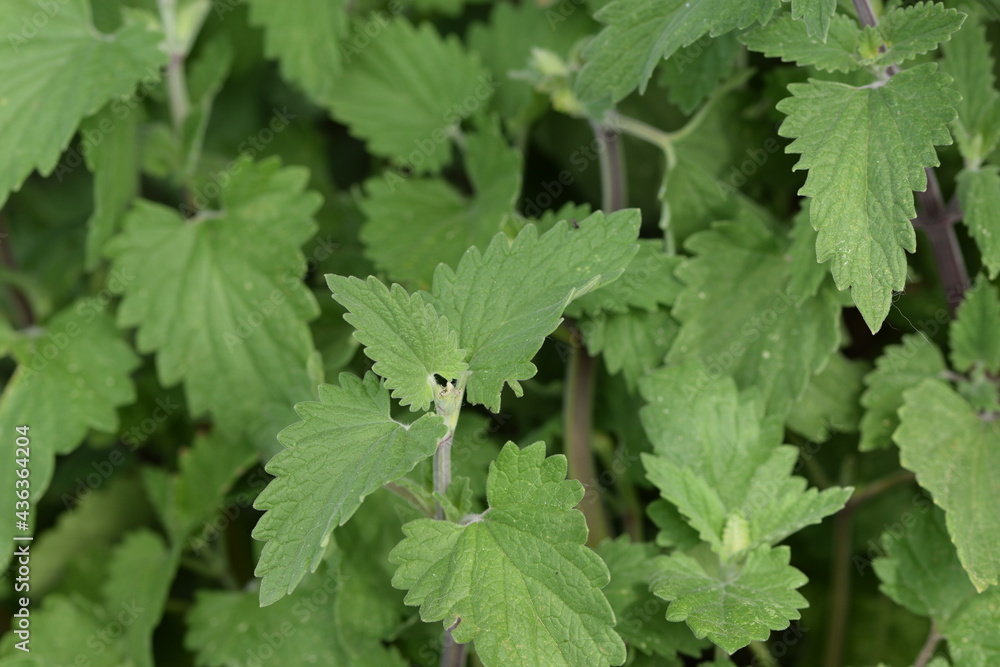 Catmint green leaves in herbal garden Catmint green leaves in herbal garden