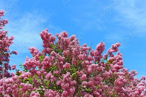 beautiful bright flowers of blossoming lilac