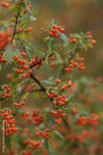 Selective focus shot of beautiful red firethorns growing in the forest photo