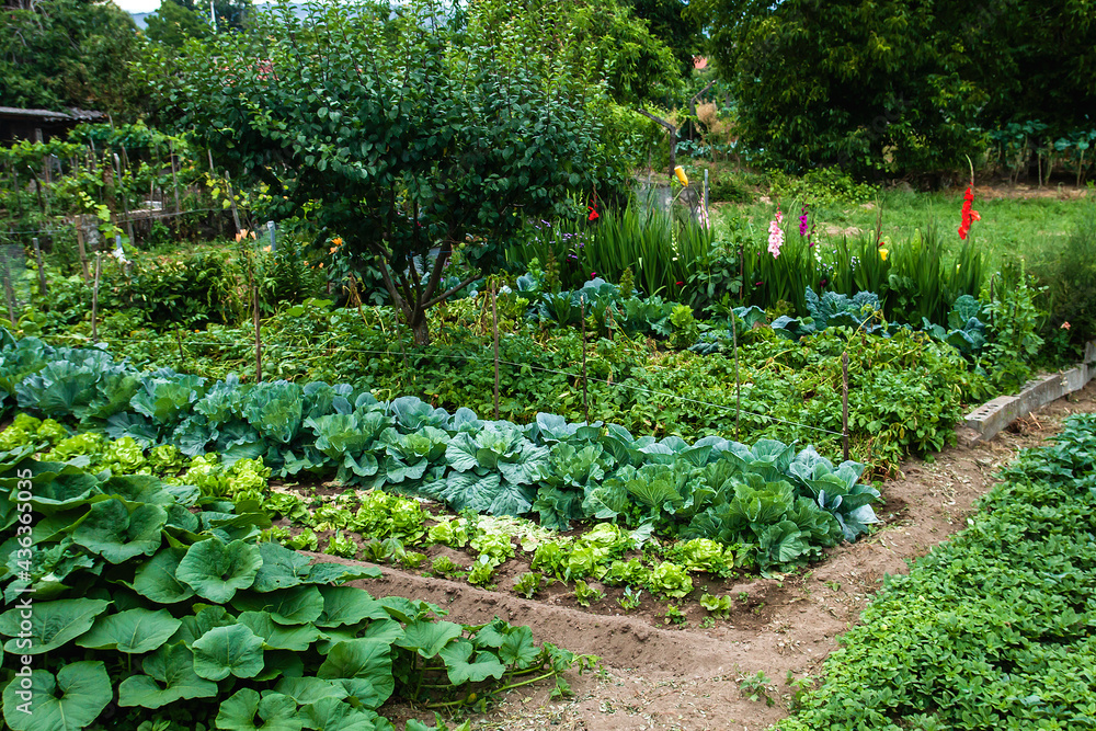 Fotografie Domestic kitchen garden
