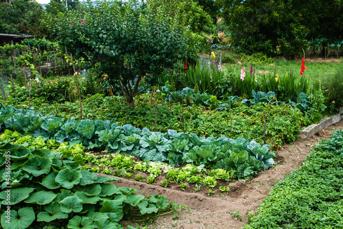 Fotografie Domestic kitchen garden