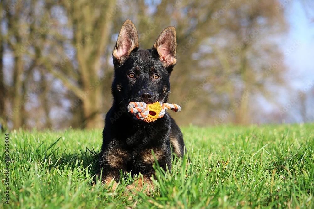 small german shepherd puppy is lying on a field with a toy in the mouth small german shepherd puppy is lying on a field with a toy in the mouth
