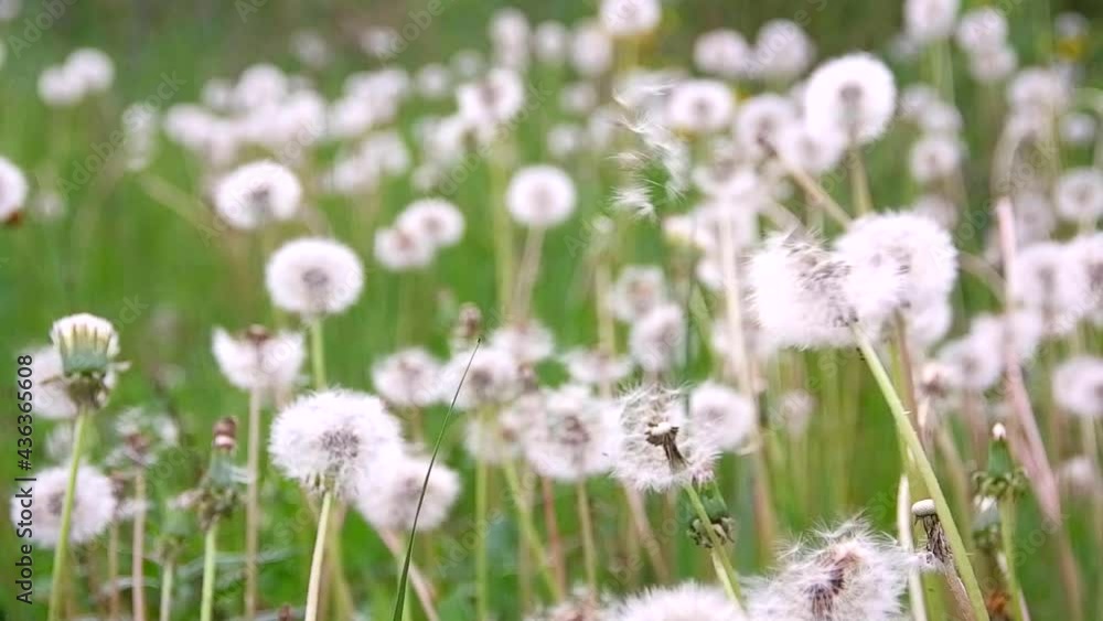 Slow motion. The wind blows off white dandelions in the field. summer Slow motion. The wind blows off white dandelions in the field. summer