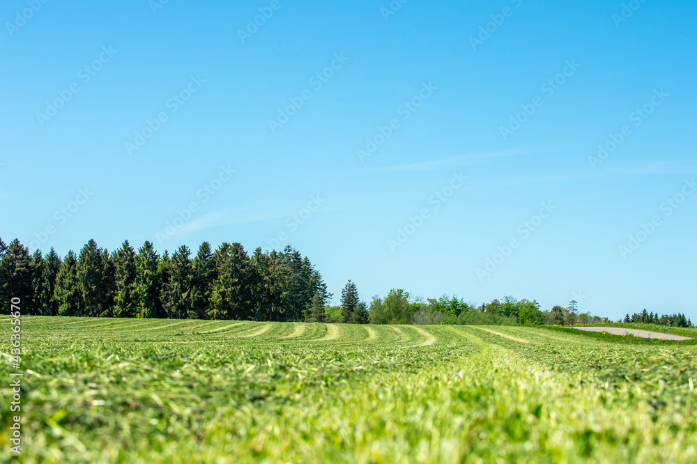 Grain field with cut grass, ready for drying
