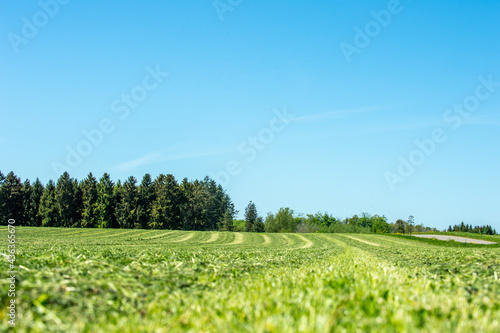 Grain field with cut grass  ready for drying