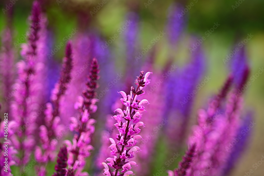 I feel comfortable with the time that flows pass me gently I feel comfortable with the time that flows pass me gently