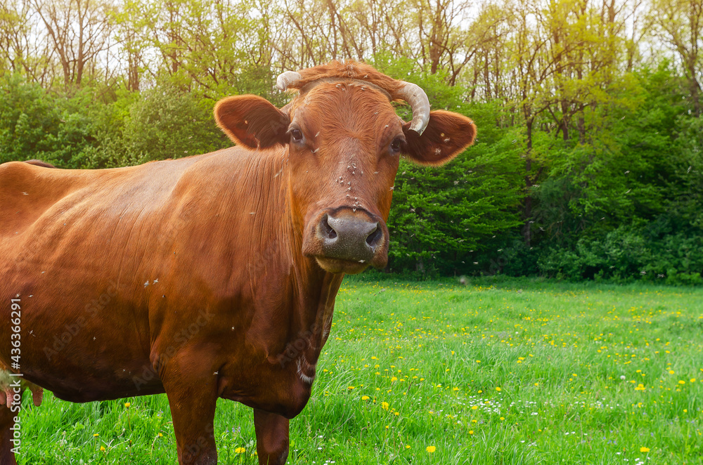 Brown cow with a broken horn looks into the camera on a background of green forest Brown cow with a broken horn looks into the camera on a background of green forest