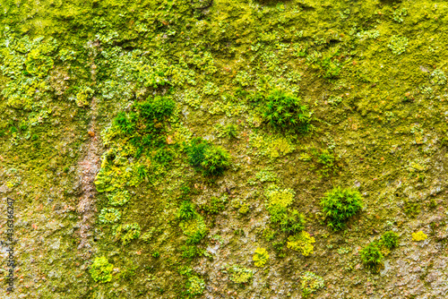 Moss and lichen close up on an old concrete wall