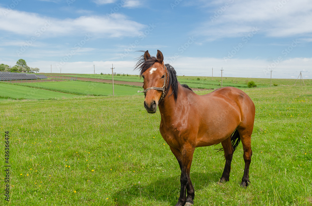 Horse on a green field in the countryside Horse on a green field in the countryside