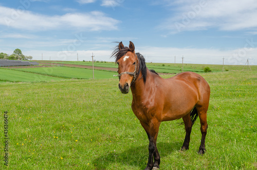 Horse on a green field in the countryside