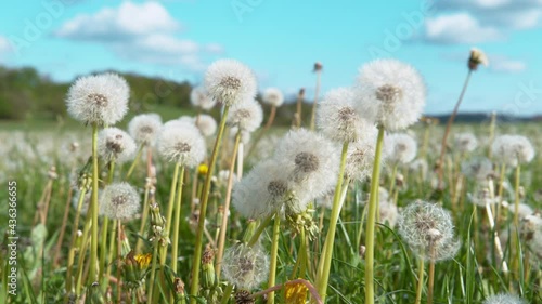 CLOSE UP, DOF: Detailed shot of blossoming dandelions in the middle of an empty pasture. Scenic shot of the clear blue summer skies spanning above a field of soft white dandelions in full bloom. photo