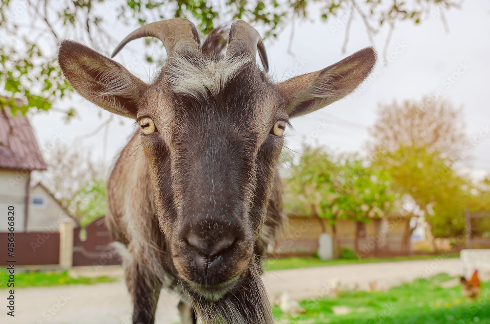 Portrait of goat looking at camera. Grazes in village near house Portrait of goat looking at camera. Grazes in village near house