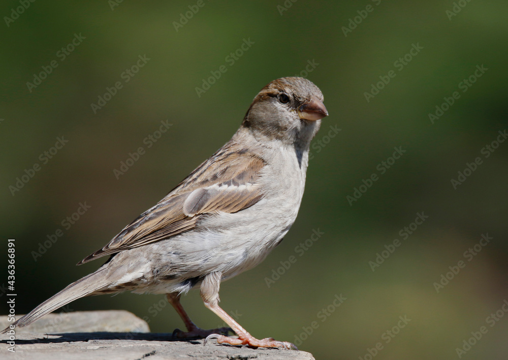 House Sparrow House Sparrow