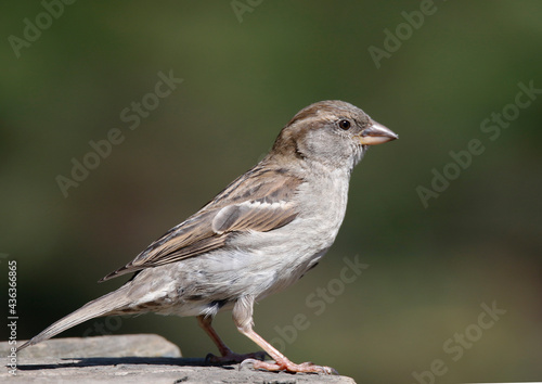 House Sparrow © John Sandoy